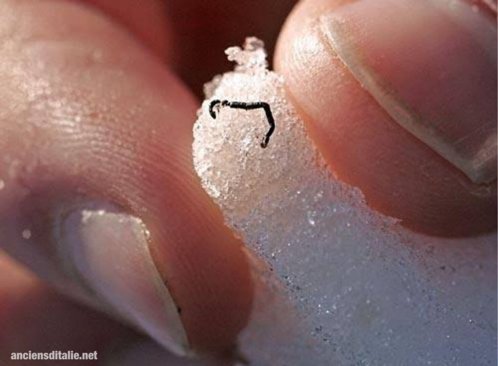 เชื่อหรือไม่ หนอนน้ำแข็ง เป็นสิ่งมีชีวิตที่อาศัยอยู่ในน้ำแข็งอย่างแท้จริง! พวกมันเป็นหนอนตัวเล็ก ๆ ที่อาศัยอยู่ในน้ำแข็ง