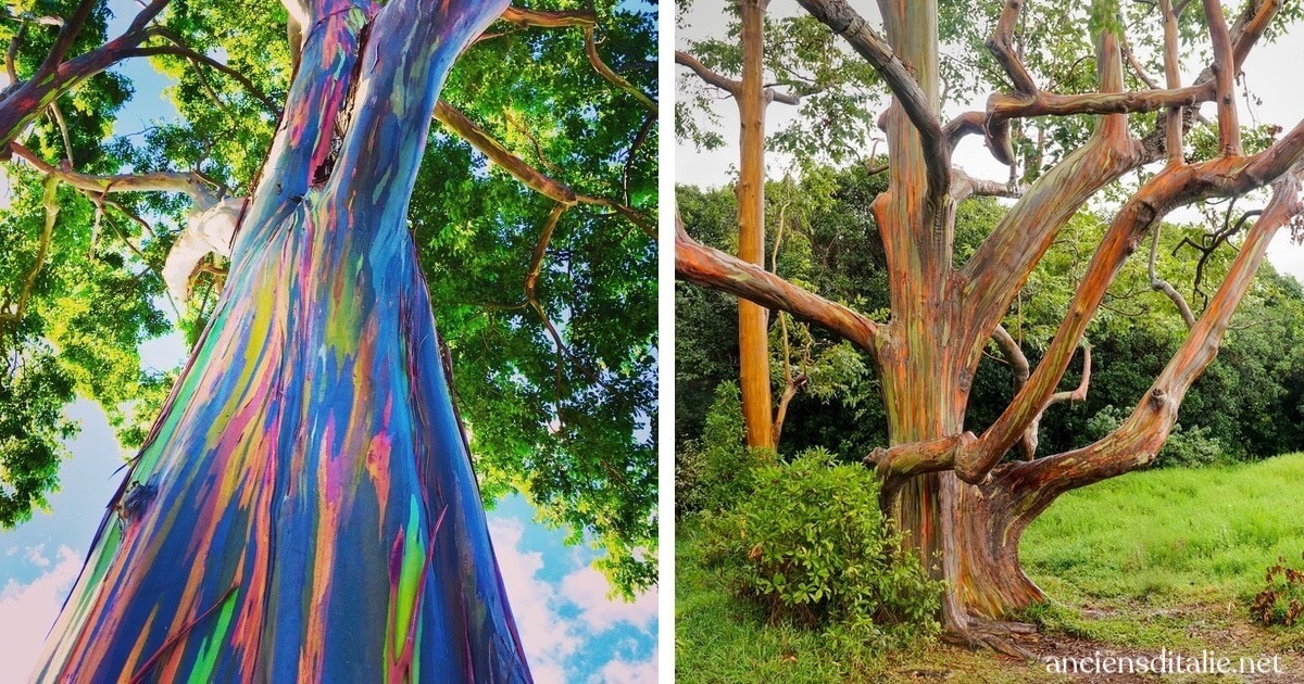 ต้นยูคาลิปตัสสีรุ้ง ต้นไม้ประหลาดที่มีลำต้นหลากสี