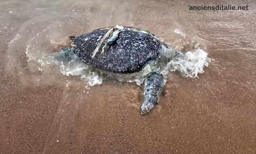 เต่าทะเลตายในไทย ชี้ผลกระทบสิ่งแวดล้อม