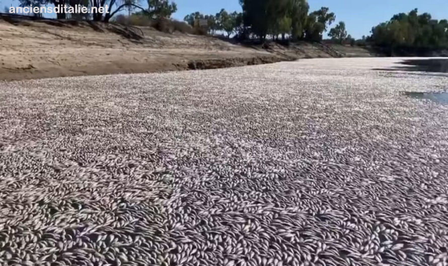ปลาตายนับล้านเกยตื้นแม่น้ำออสเตรเลีย