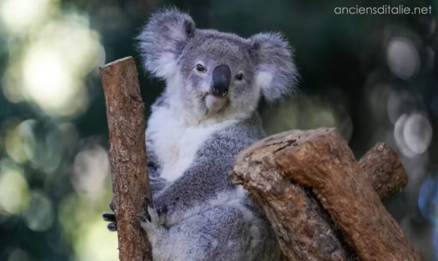 ออสเตรเลียสั่งห้ามตัดไม้เพื่อสร้างสวรรค์โคอาลา