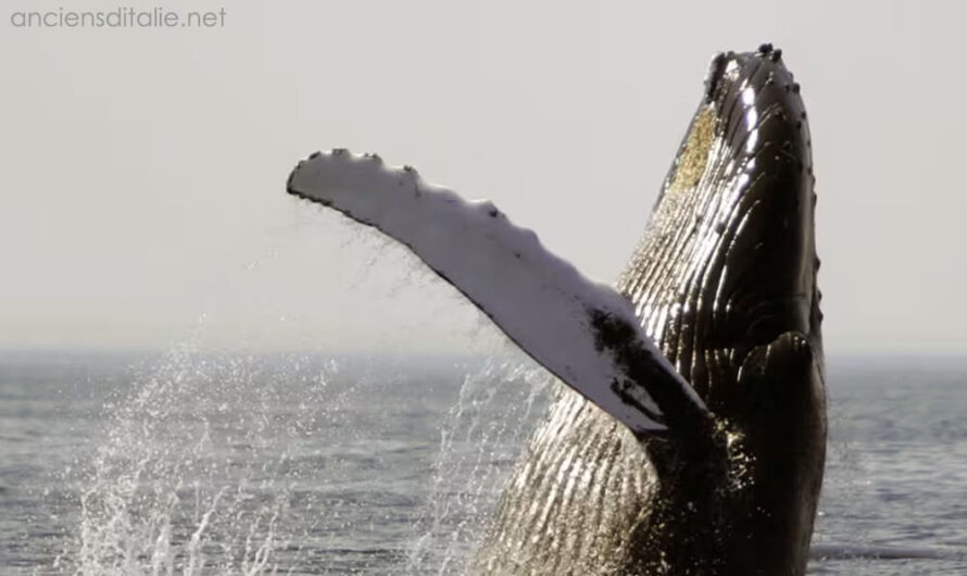 วาฬและโลมาในน่านน้ำอเมริกาสูญเสียอาหารและที่อยู่อาศัย