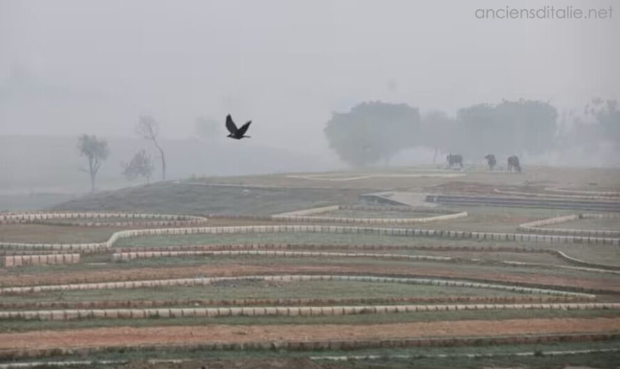 ศาลสูงอินเดียสั่งรัฐต่างๆ หยุดเผาพืช เนื่องจากอากาศในนิวเดลีเป็นอันตราย