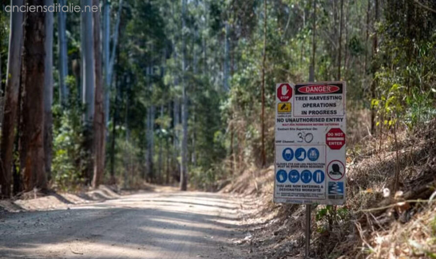 แหล่งอาศัยโคอาลาในออสเตรเลีย กำลังเผชิญกับภัยคุกคามจากการตัดไม้