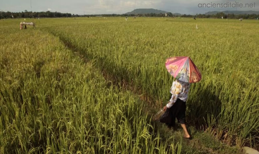 อินโดนีเซียสั่งให้ทหารช่วยเกษตรกรปลูกข้าว เนื่องจากภัยแล้งที่รุนแรง