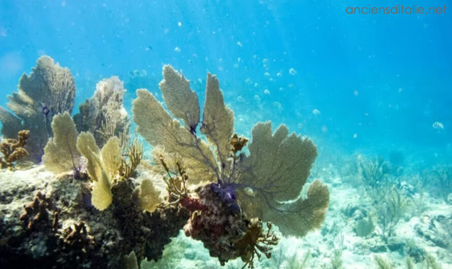 ปะการังฟอกขาวทั่วโลกขยายไปยังประเทศใหม่